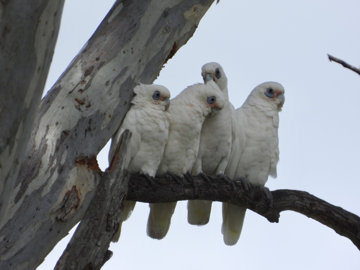 Little Corella - ML613635988