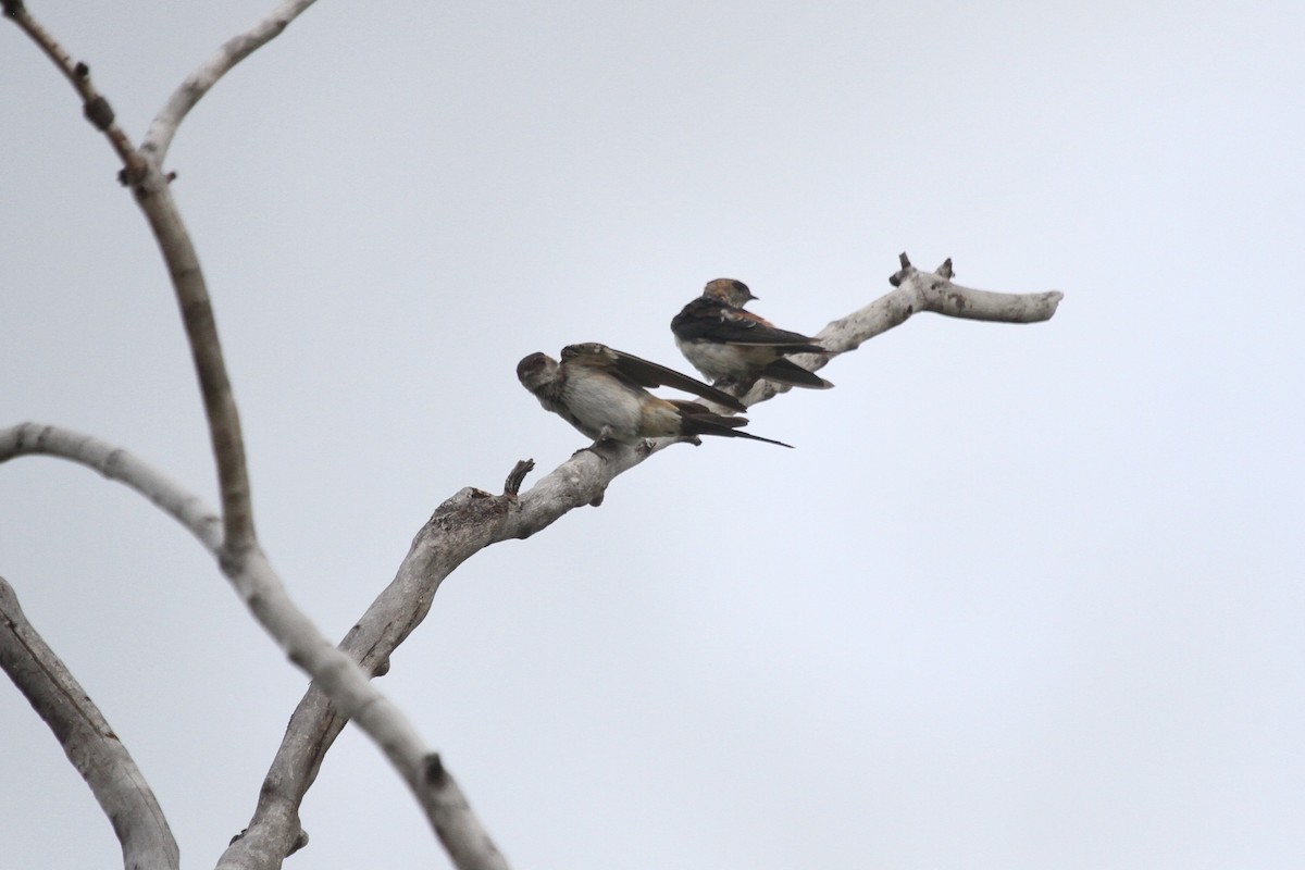 Red-rumped Swallow - R. Bruce Richardson