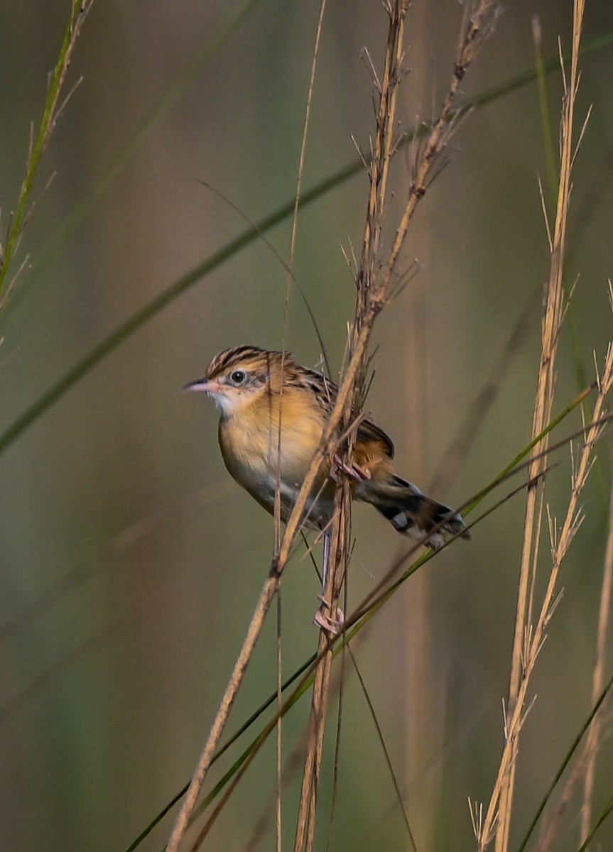 Zitting Cisticola - ML613636073