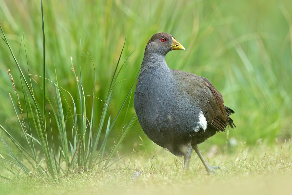 Tasmanian Nativehen - ML613636128