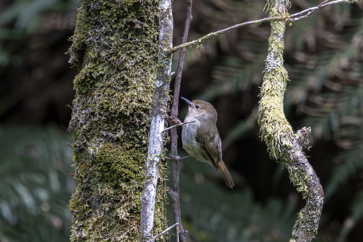 Large-billed Scrubwren - ML613636135