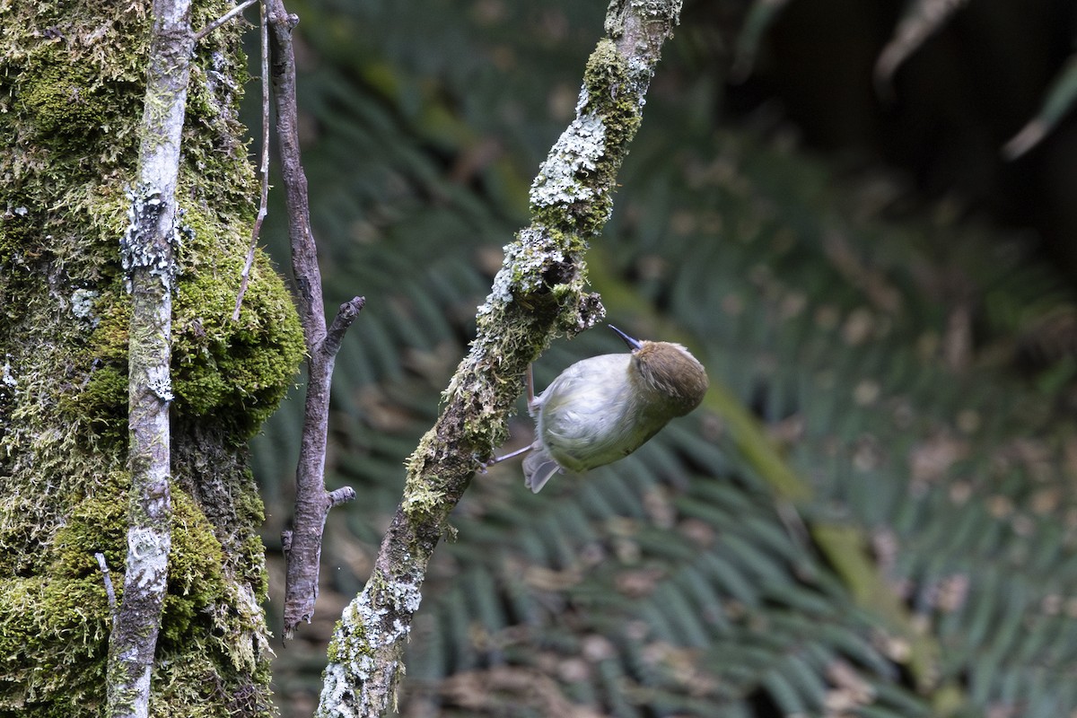 Large-billed Scrubwren - ML613636136