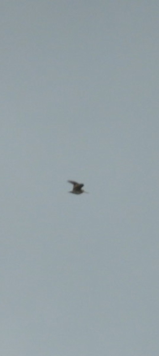 Swinhoe's Snipe - ML613636158