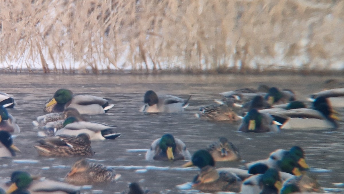 Mallard x Northern Pintail (hybrid) - Samuel Odrzykoski