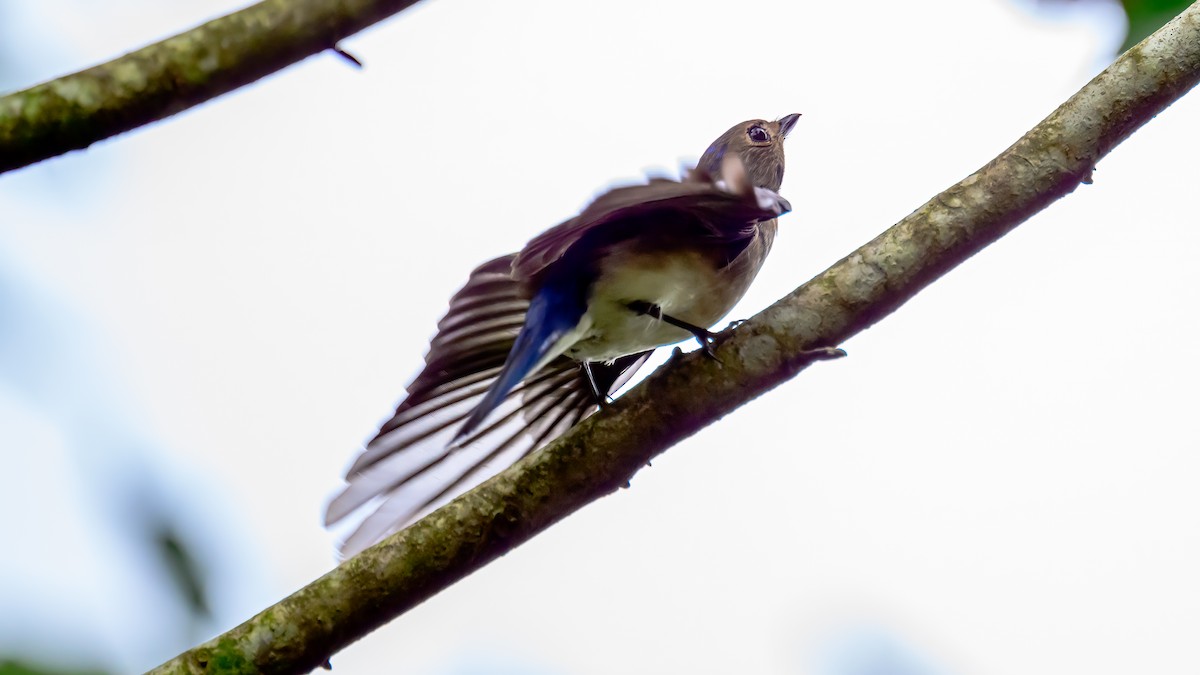 Blue-and-white Flycatcher - ML613636335