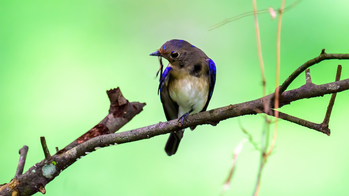 Blue-and-white Flycatcher - ML613636336