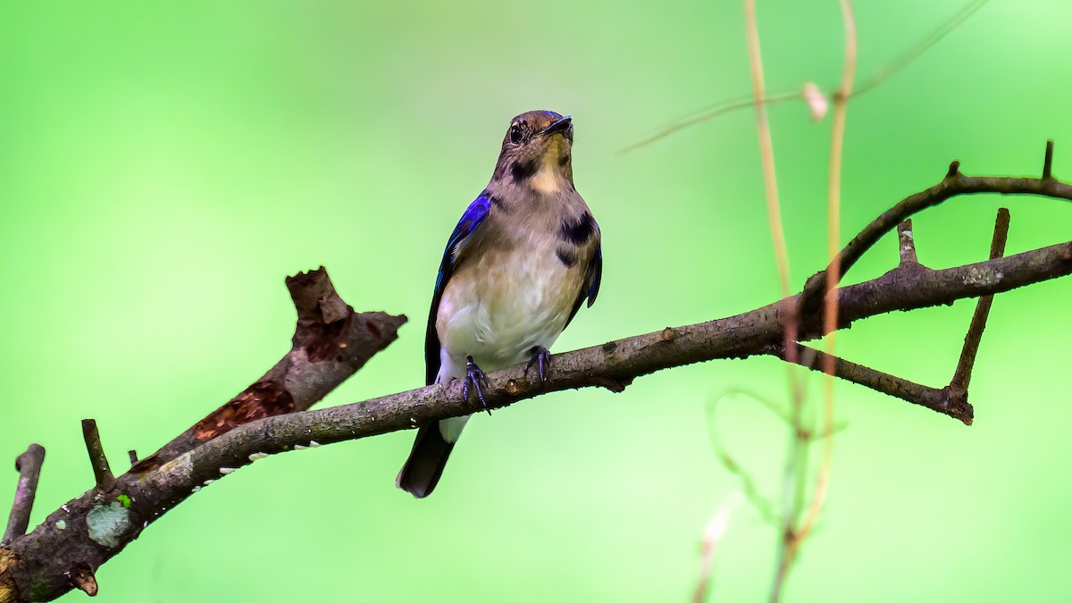 Blue-and-white Flycatcher - ML613636337