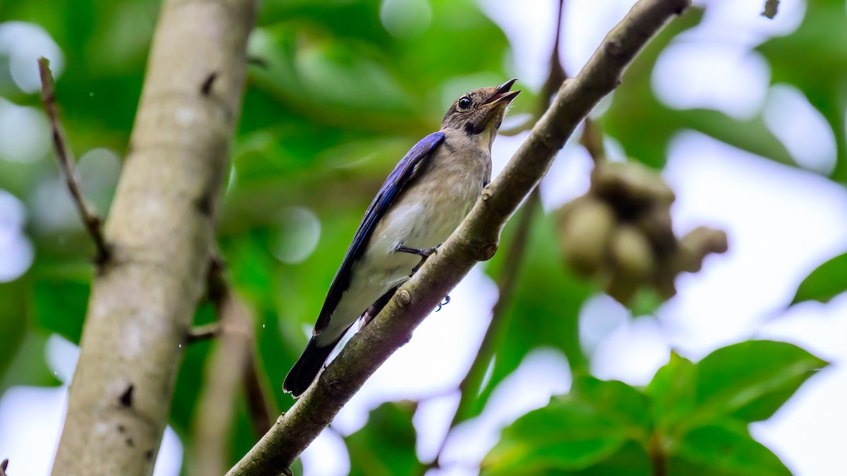 Blue-and-white Flycatcher - ML613636338