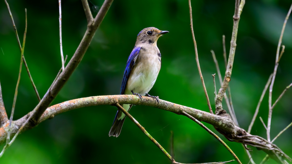 Blue-and-white Flycatcher - ML613636342