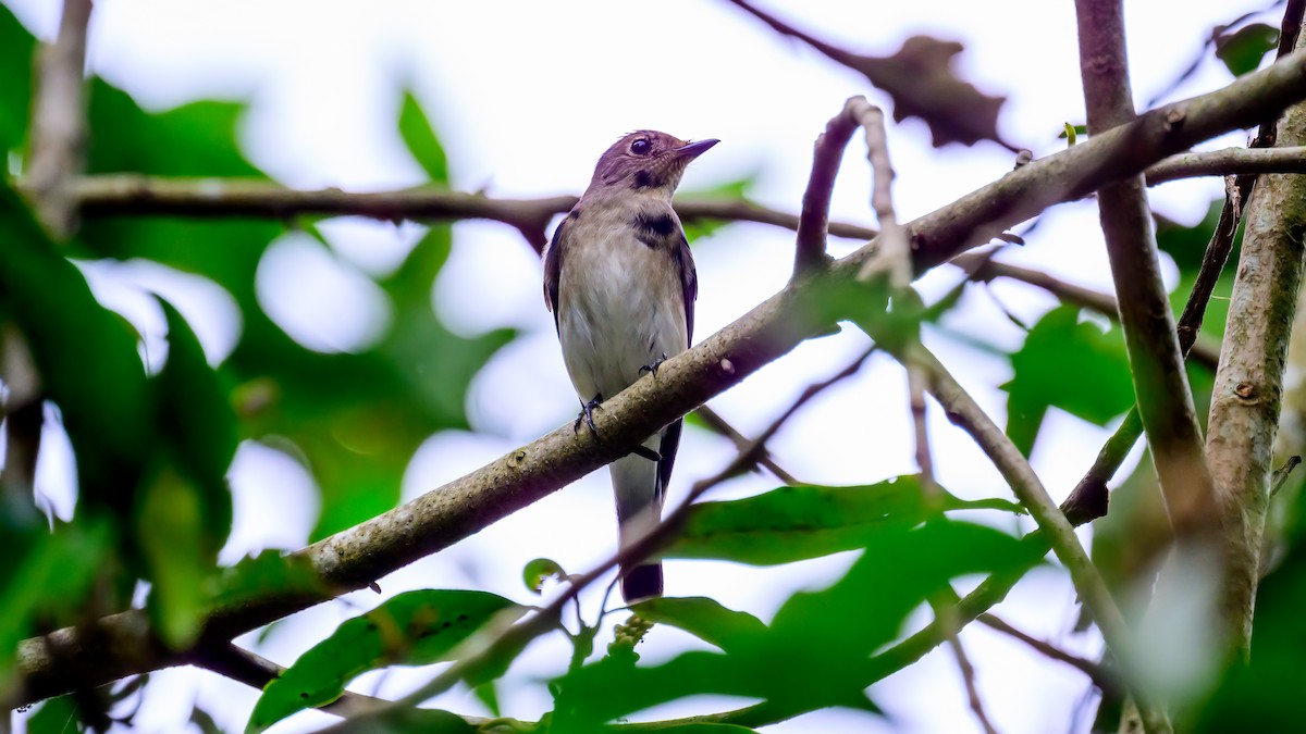 Blue-and-white Flycatcher - ML613636343