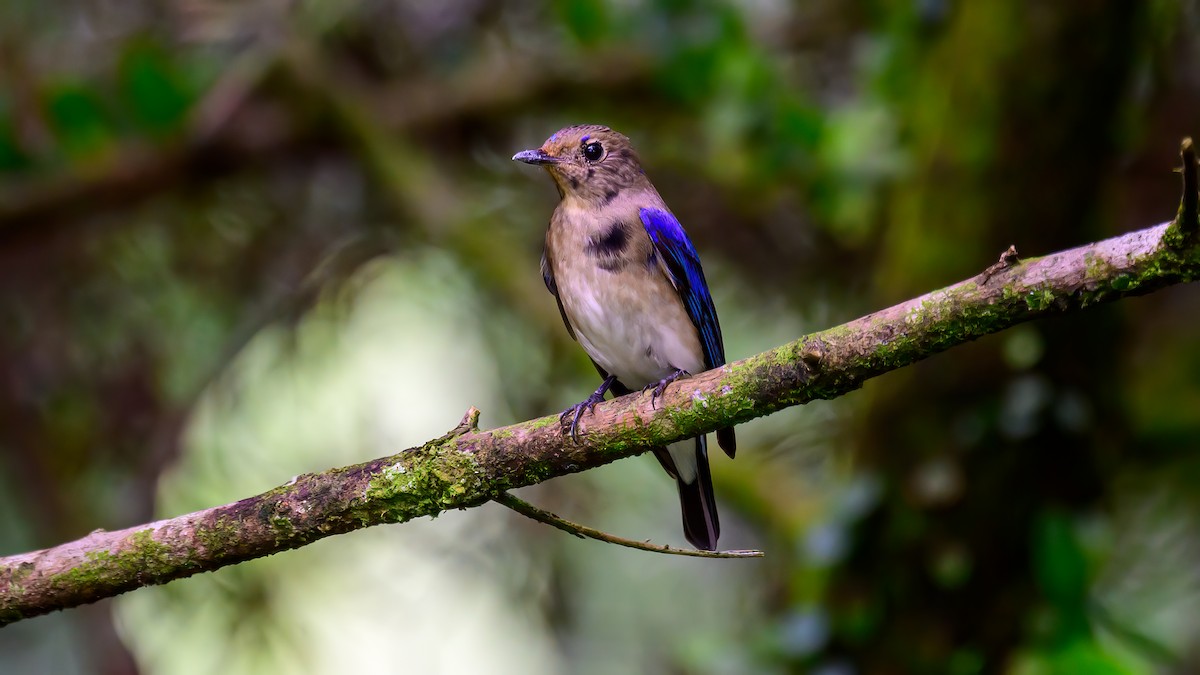Blue-and-white Flycatcher - Soong Ming Wong