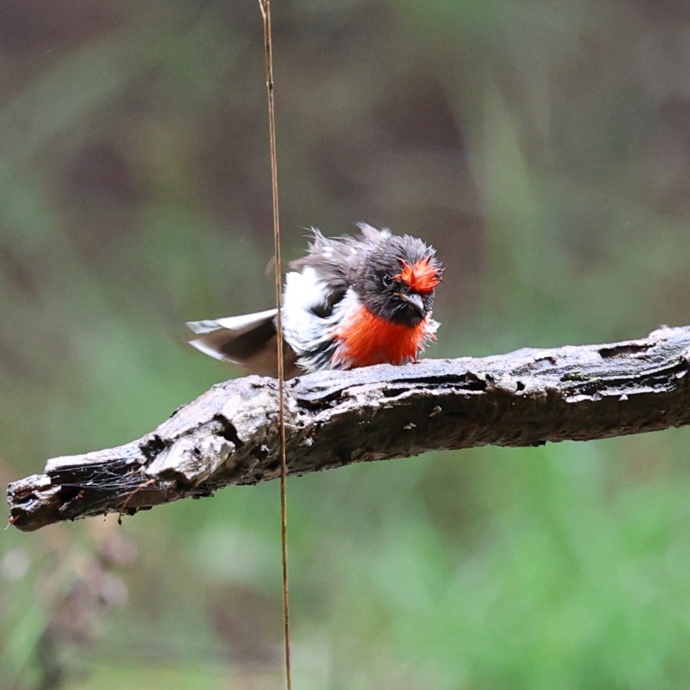 Red-capped Robin - ML613636403