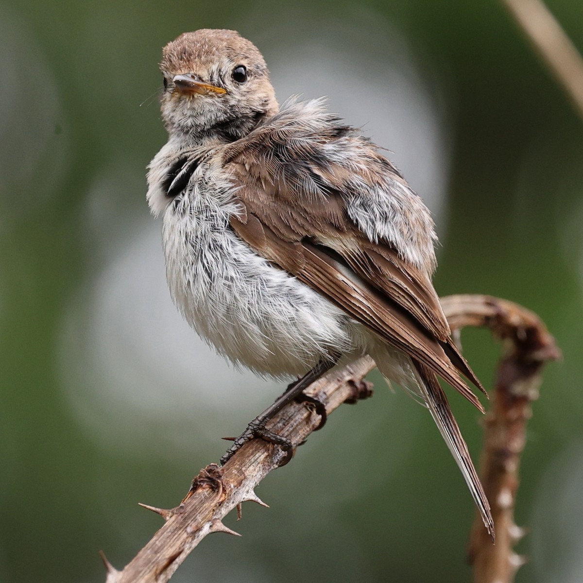 Red-capped Robin - ML613636404