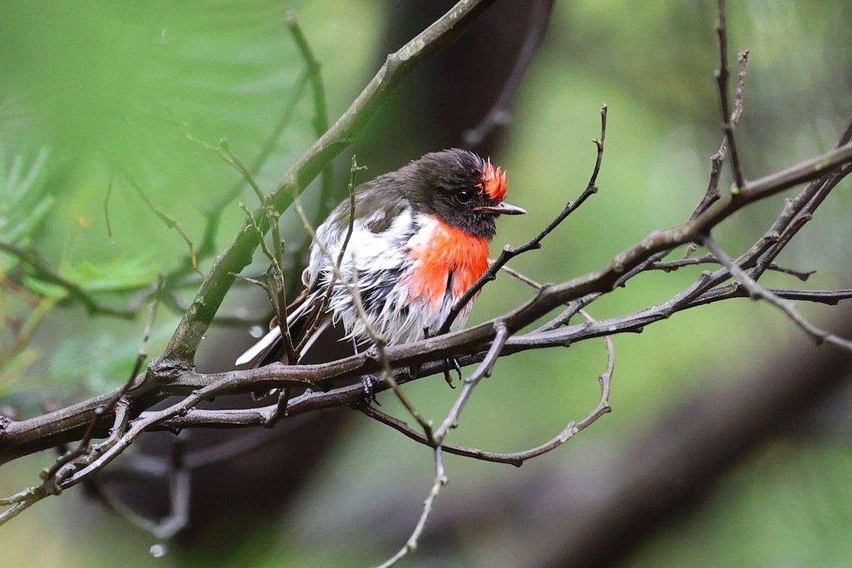 Red-capped Robin - ML613636405