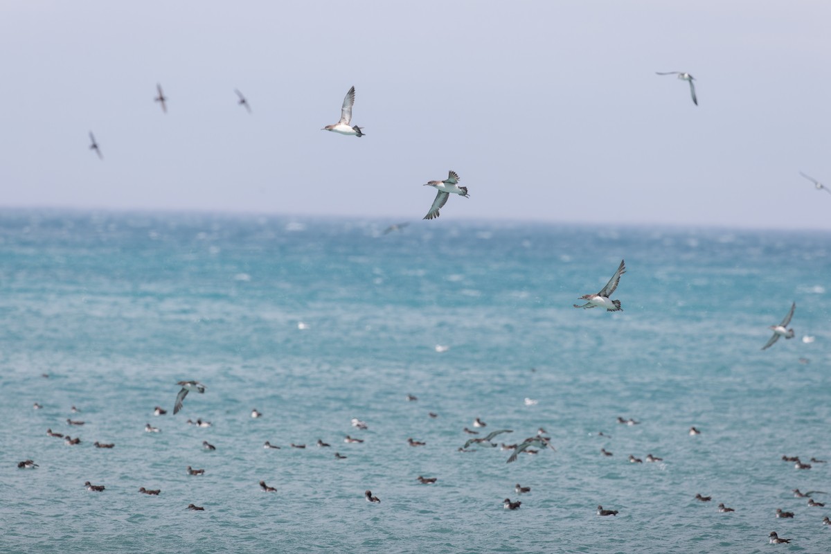 Fluttering Shearwater - ML613636436