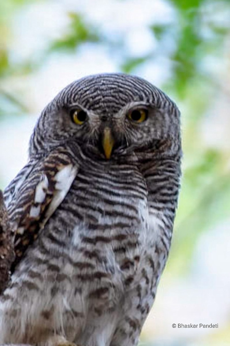 Jungle Owlet - ML613636462