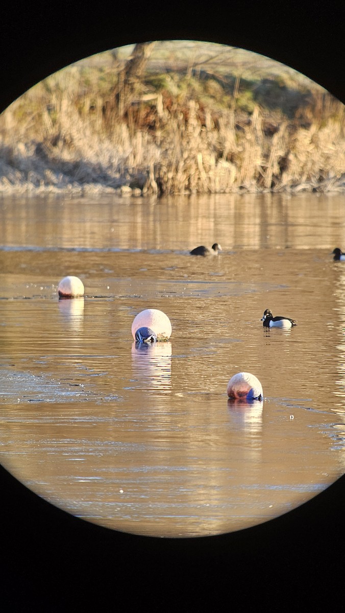 Ring-necked Duck - Neil Middleton