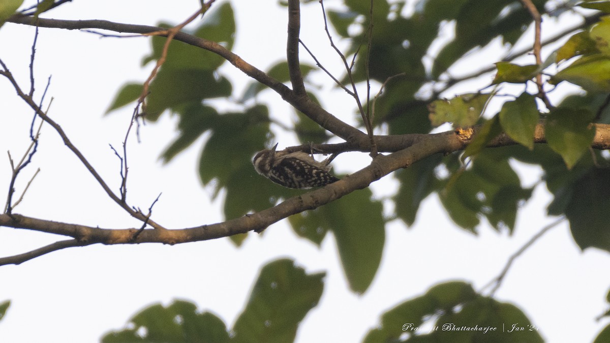 Brown-capped Pygmy Woodpecker - ML613636505