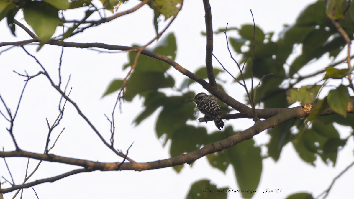 Brown-capped Pygmy Woodpecker - ML613636511