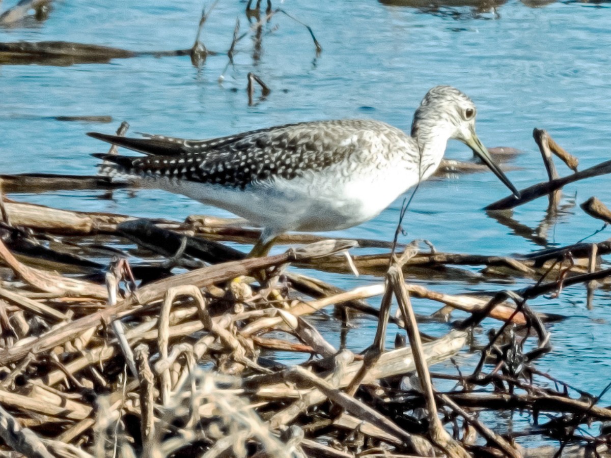 Greater Yellowlegs - Esther M Key