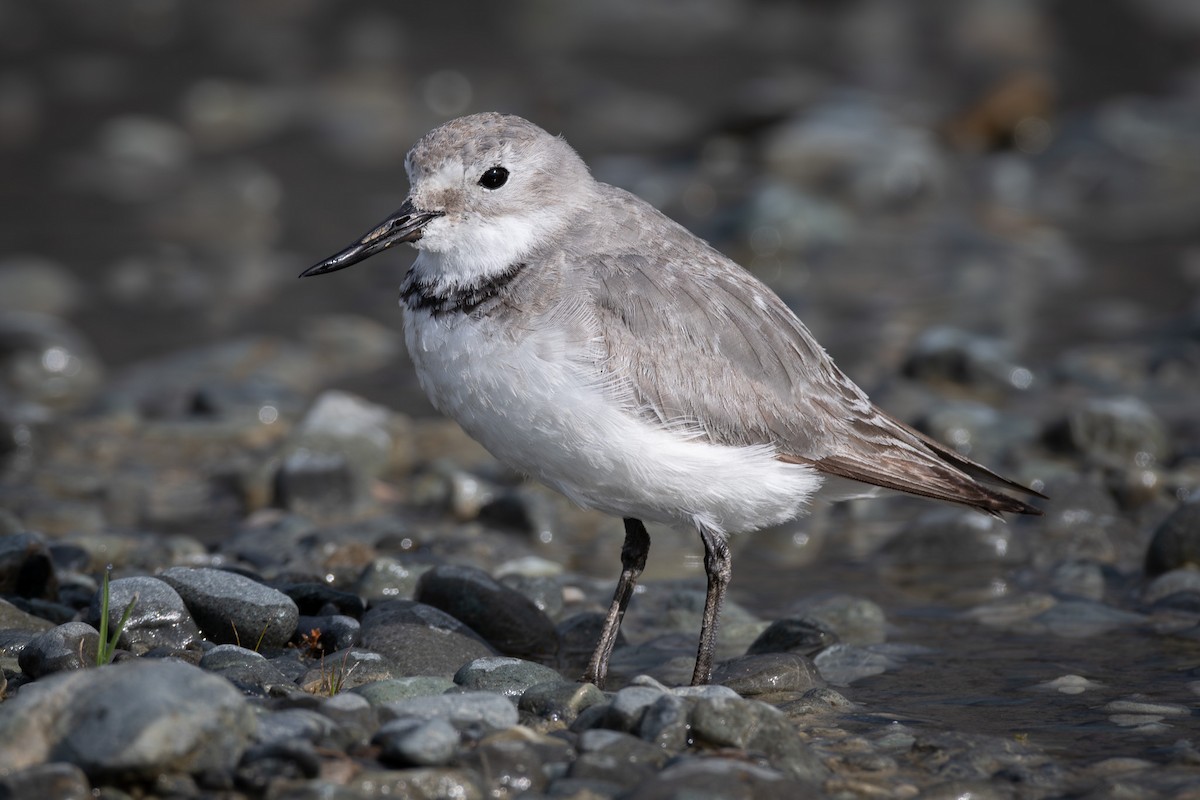 Wrybill - ML613636543