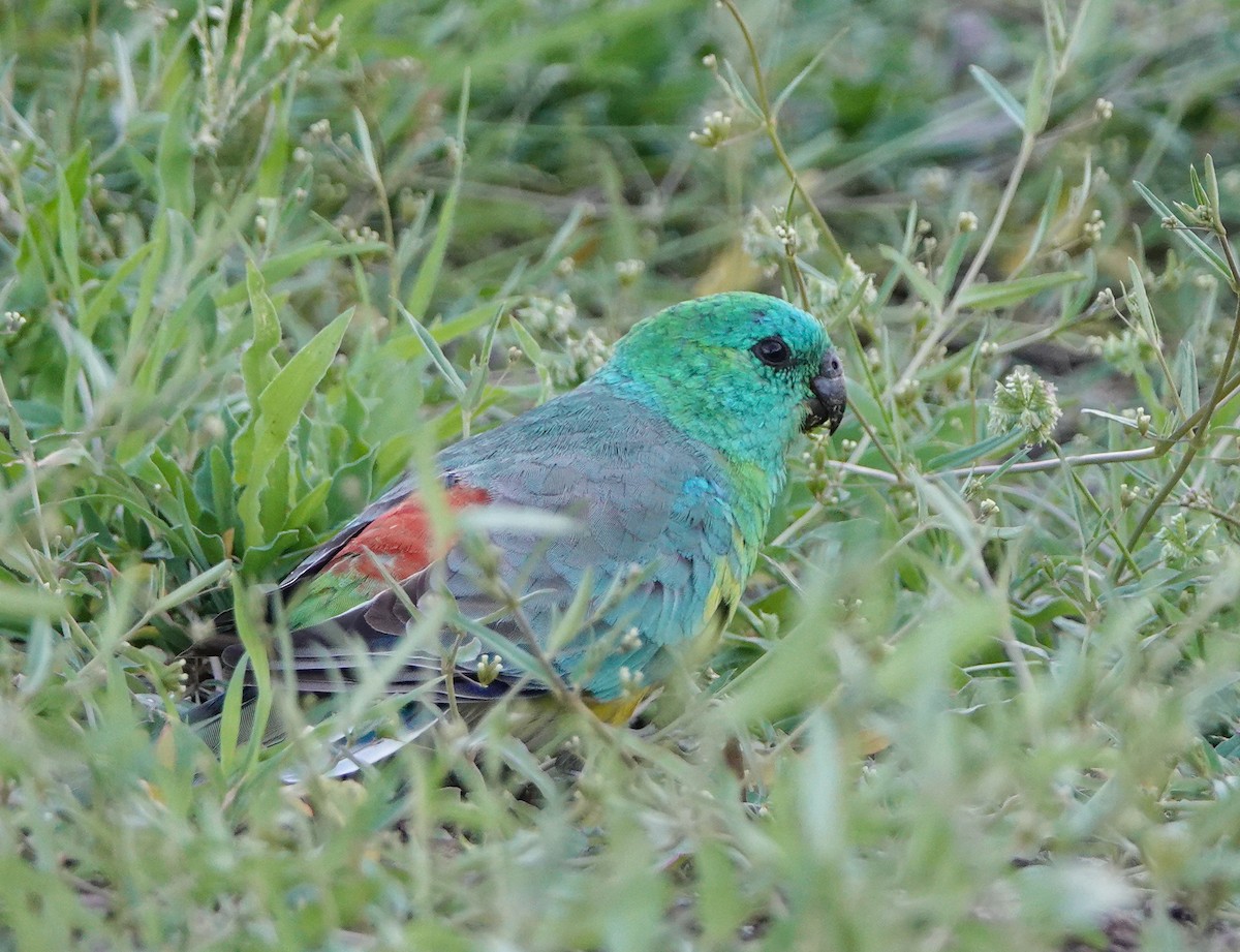 Red-rumped Parrot - ML613636553
