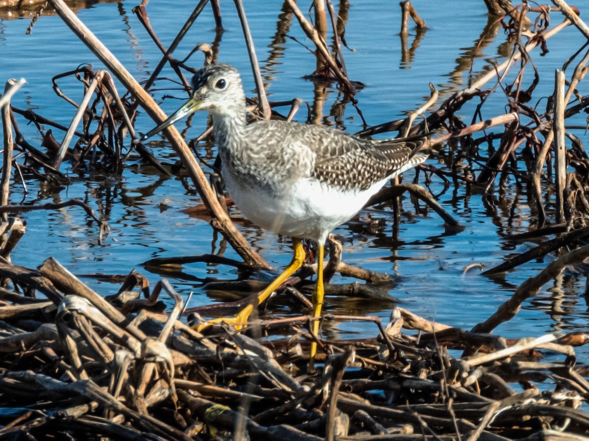 Greater Yellowlegs - ML613636558