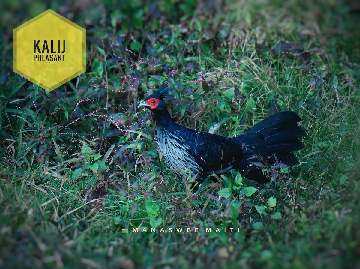 Kalij Pheasant - ML613636594