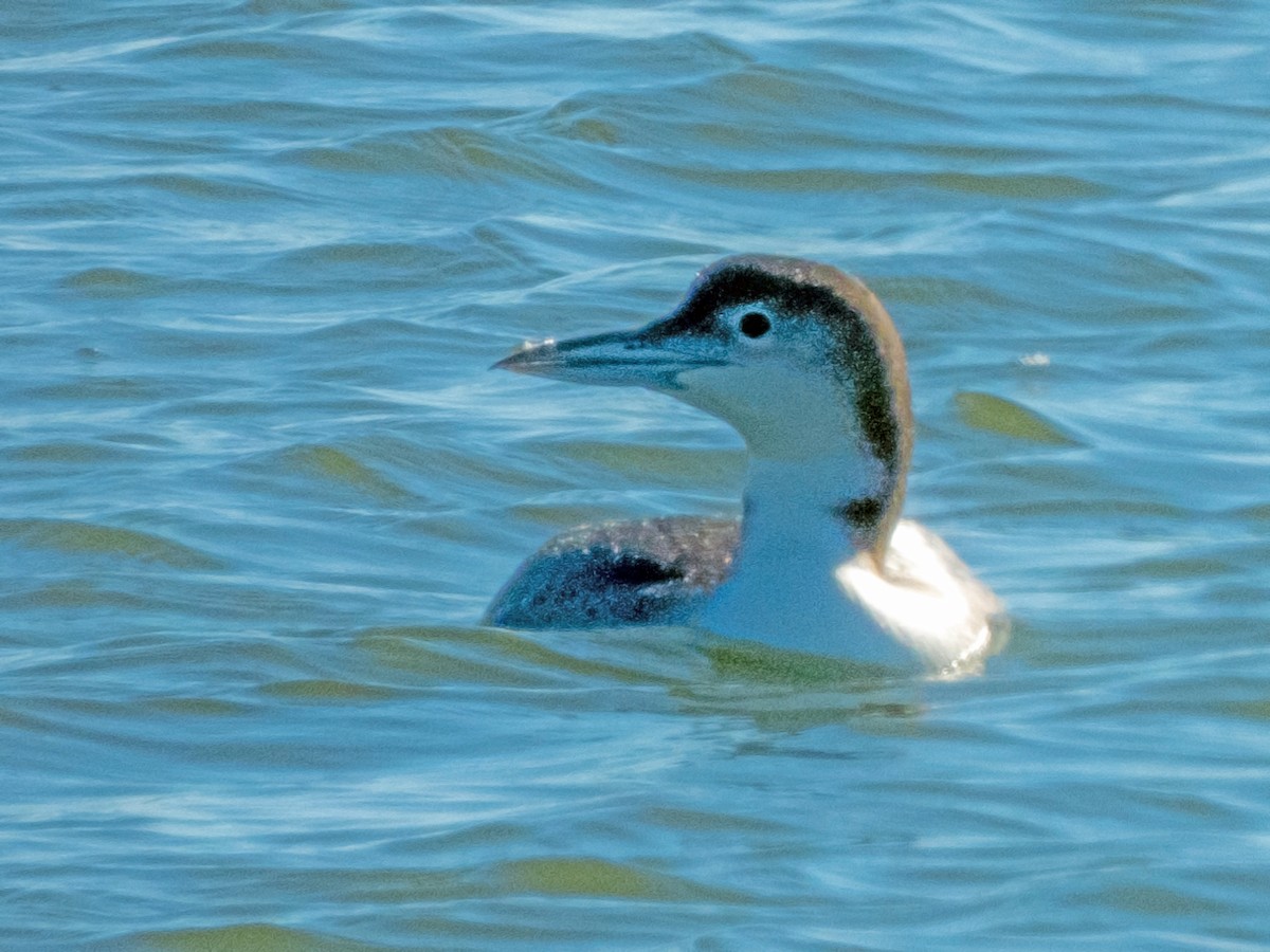 Plongeon huard - ML613636631