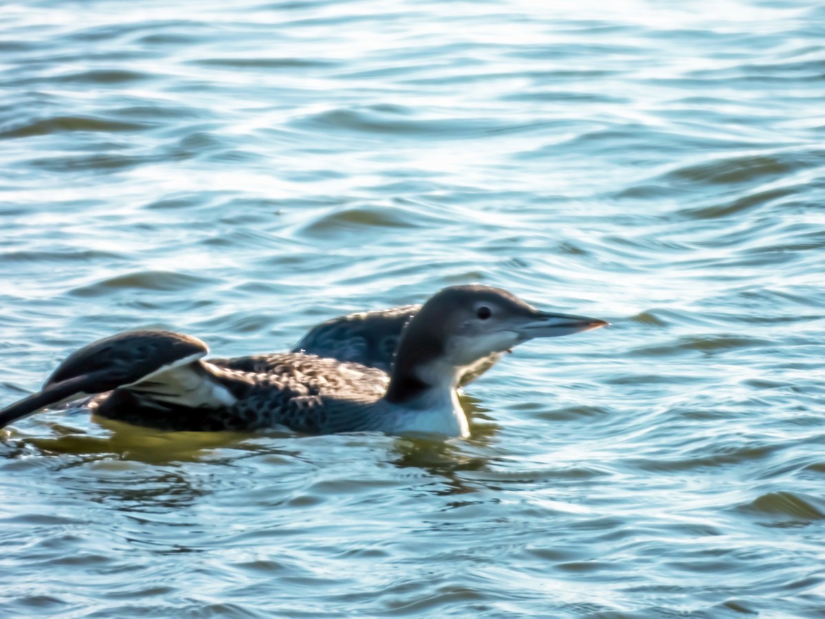 Common Loon - ML613636642