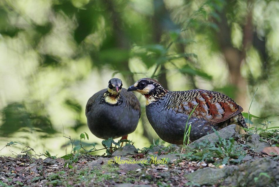 Hill Partridge - ML613636660