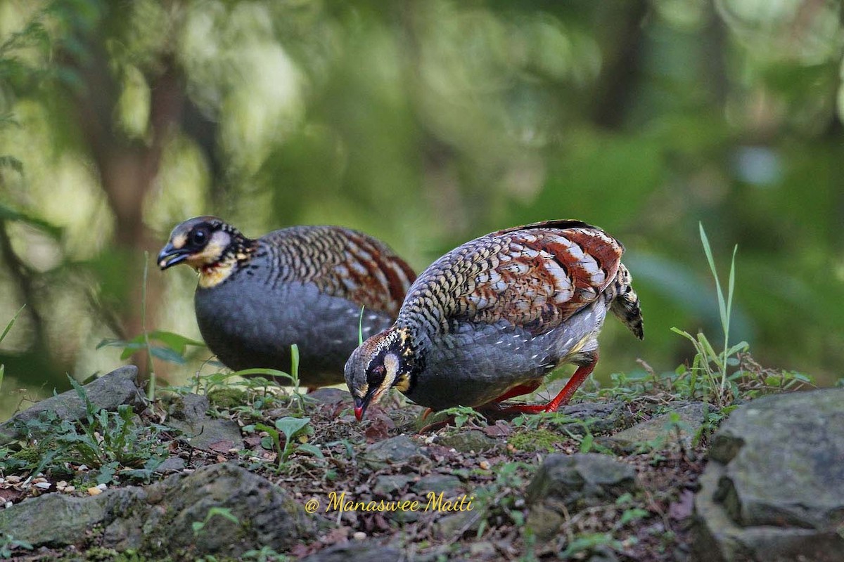 Hill Partridge - ML613636661