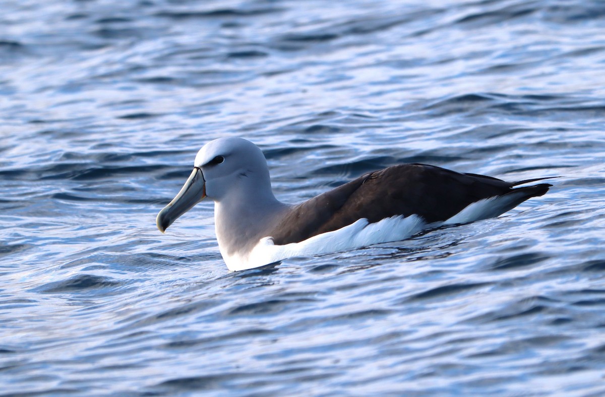 Salvin's Albatross - ML613636678