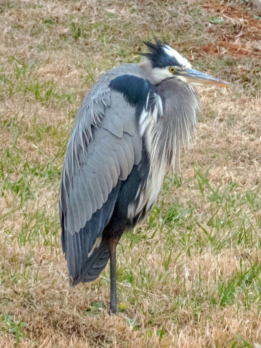 Great Blue Heron - Esther M Key