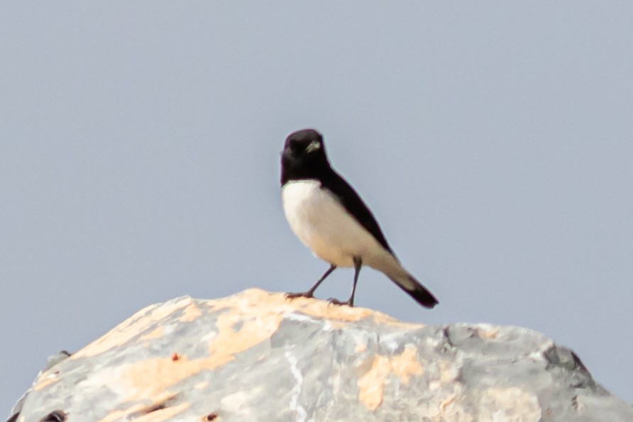 Hume's Wheatear - David Hird