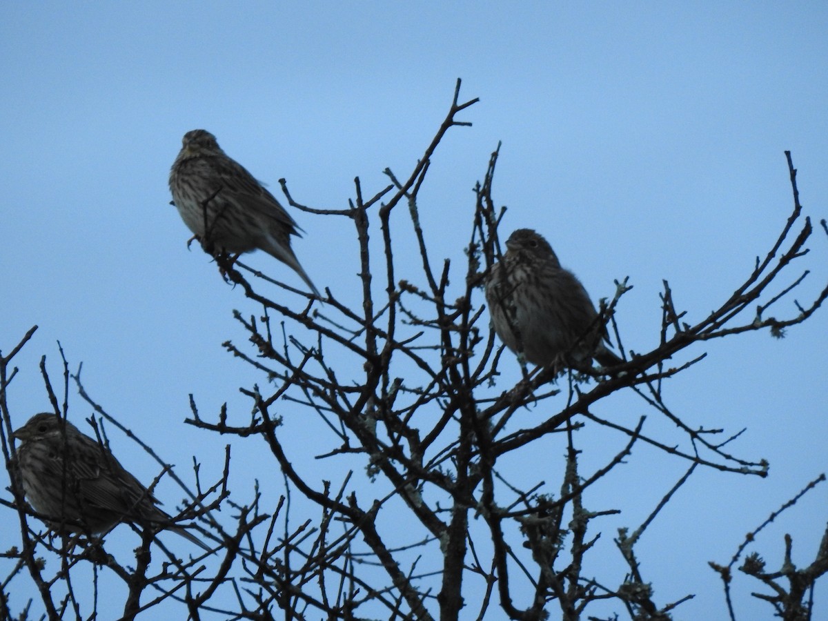 Corn Bunting - ML613636755