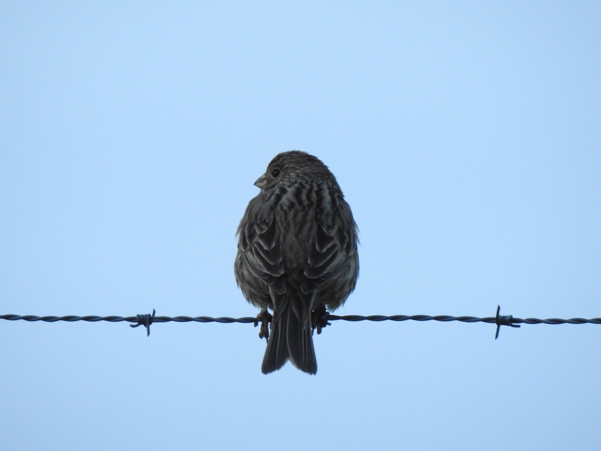 Corn Bunting - ML613636756