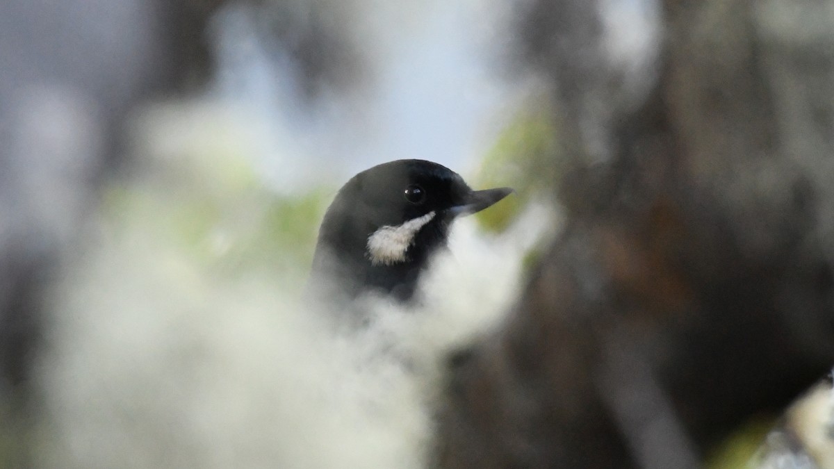 Moustached Flowerpiercer - ML613636771