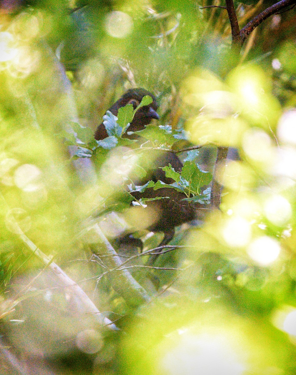 Chestnut-throated Huet-huet - Emiliano Landi