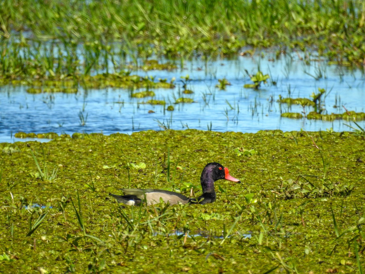 Rosy-billed Pochard - ML613636789