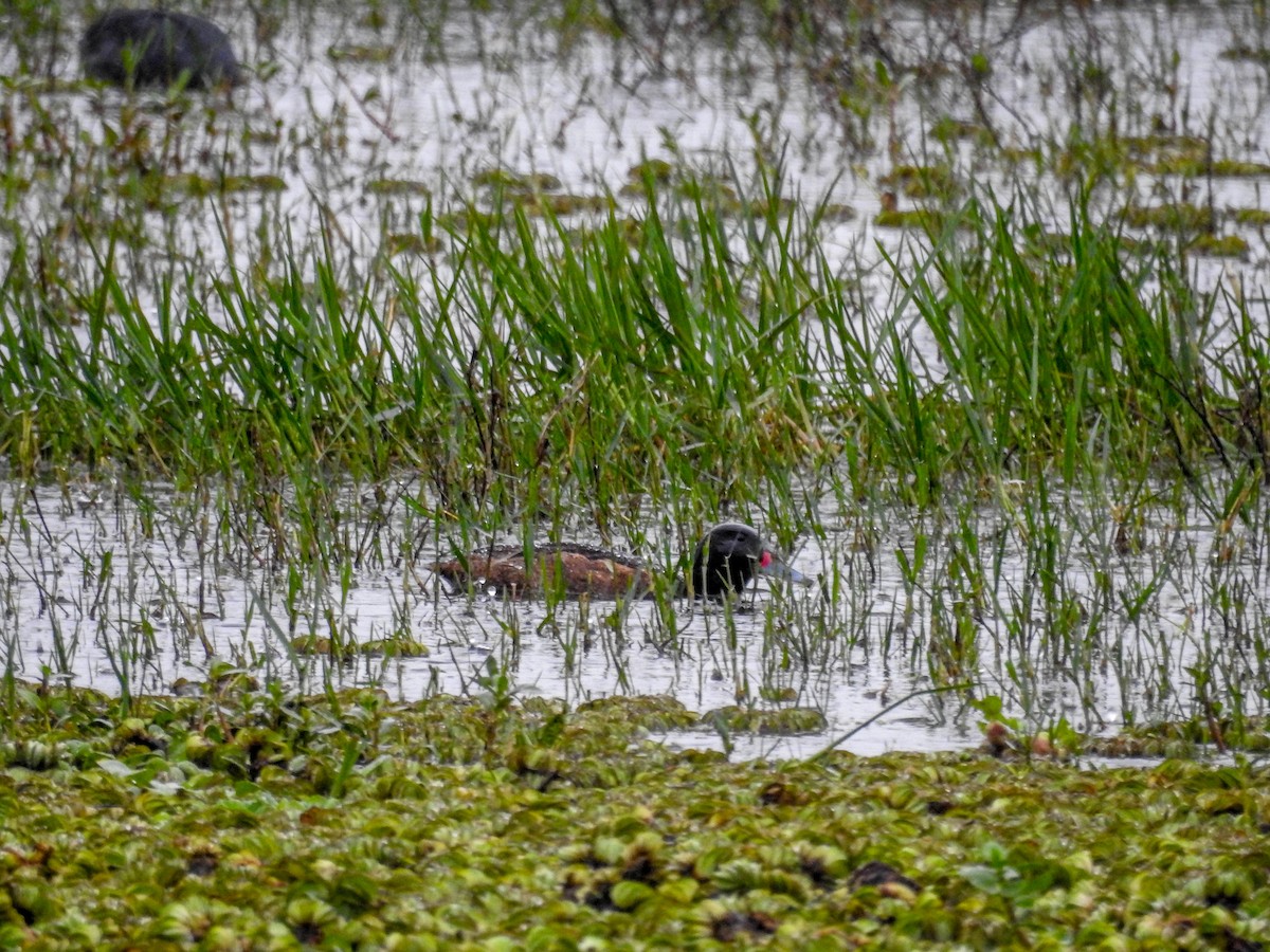 Black-headed Duck - ML613636820