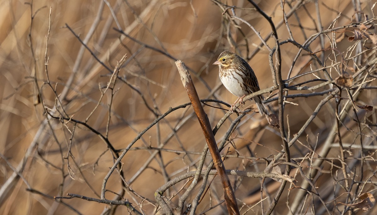 Savannah Sparrow - ML613636886