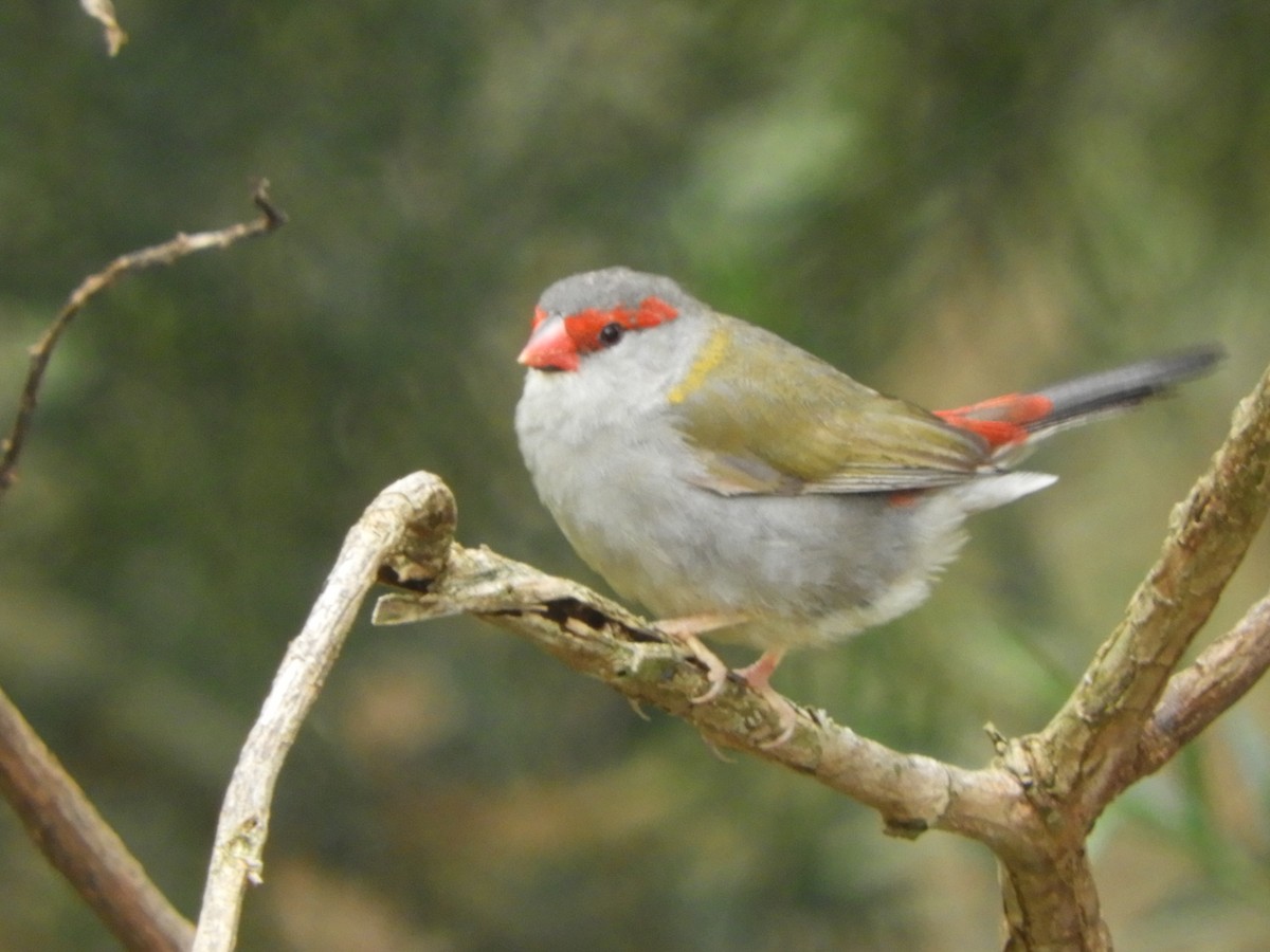 Red-browed Firetail - ML613636962