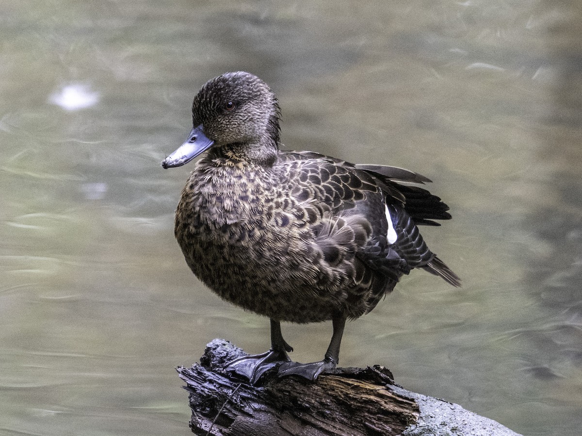 Chestnut Teal - ML613636973