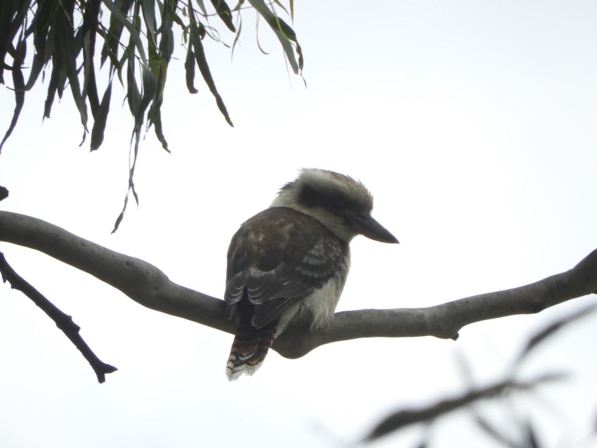 Laughing Kookaburra - ML613636988