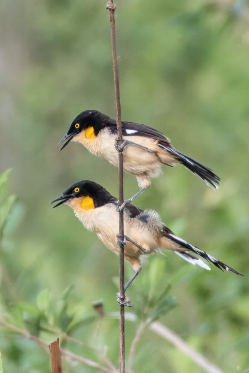 Black-capped Donacobius - Ralph Hatt