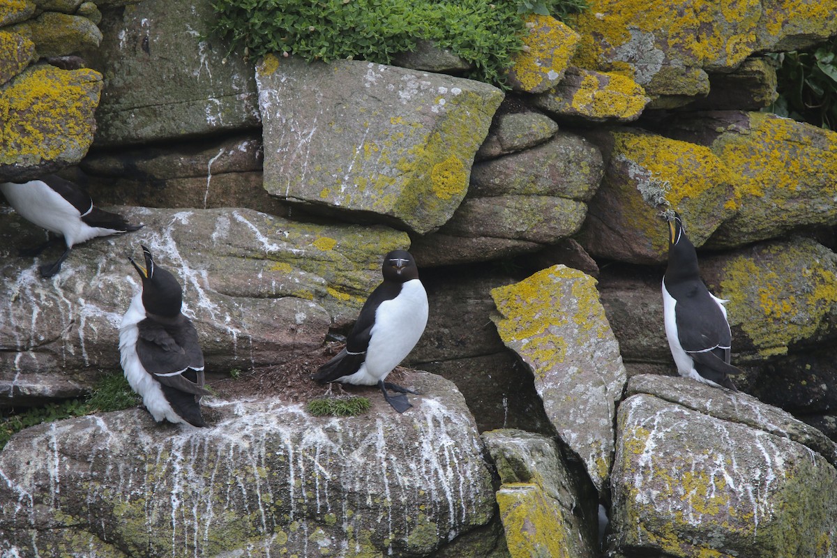 Razorbill - ML613637035