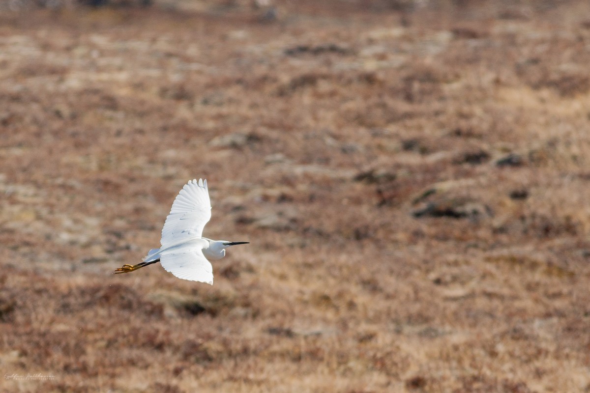 לבנית קטנה - ML613637064