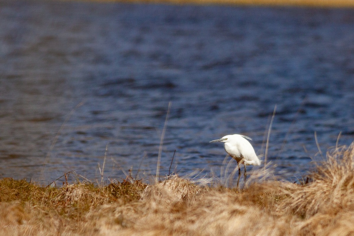לבנית קטנה - ML613637065