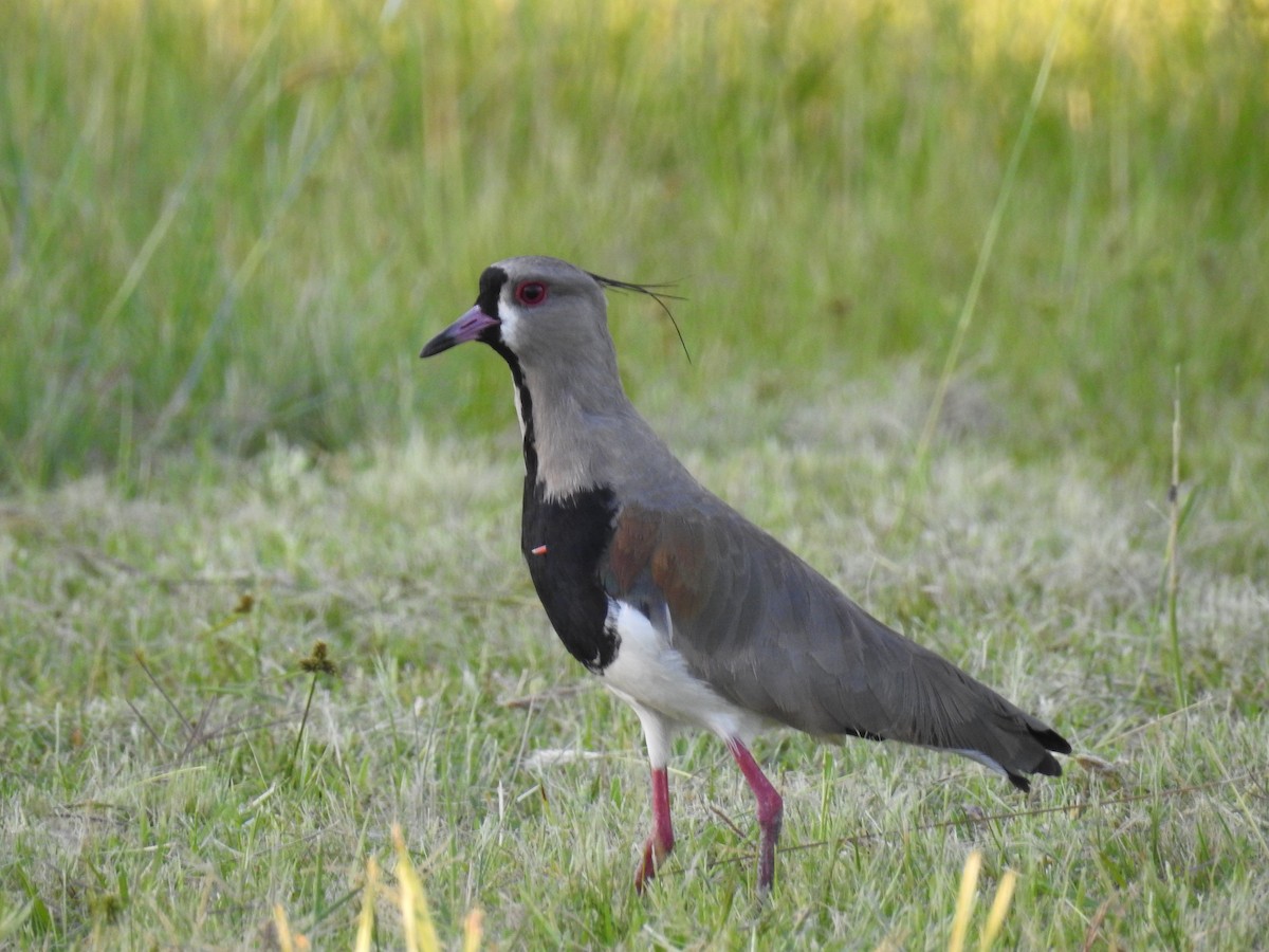 Southern Lapwing - Margarita  Cervio